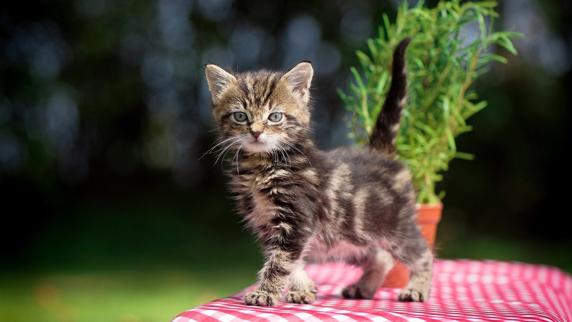 历史性冷门!伊拉克掀翻德国战车,而英超争冠关键先生竟是戈麦斯?